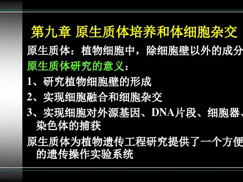 第9章 原生质体培养和体细胞杂交