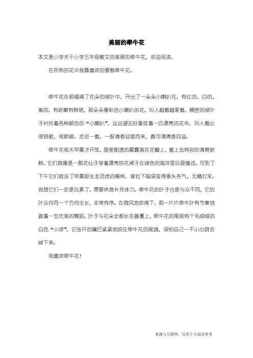 小学五年级散文：美丽的牵牛花