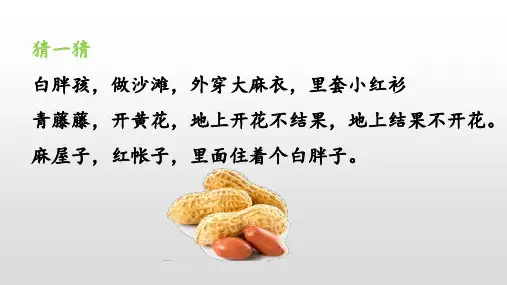 五年级上册语文课件落花生人教(部编版)(ppt张ppt)
