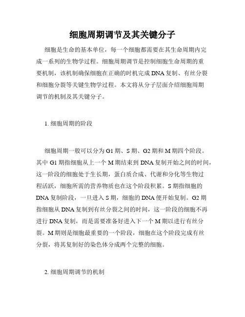 细胞周期调节及其关键分子