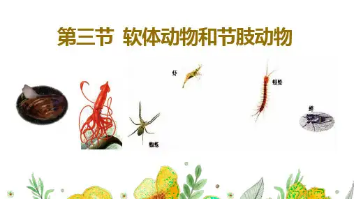 【课件】第三节  软体动物和节肢动物