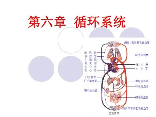 6 循环系统