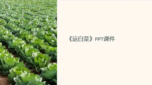《运白菜》课件