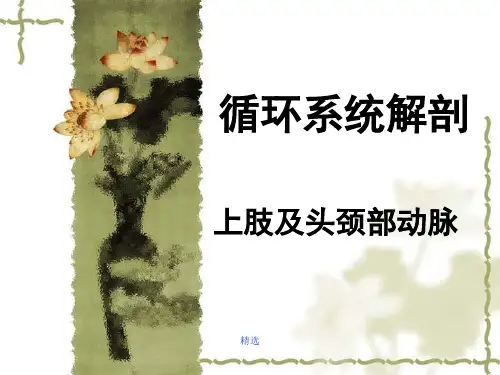 动脉系统解剖演示文档.ppt