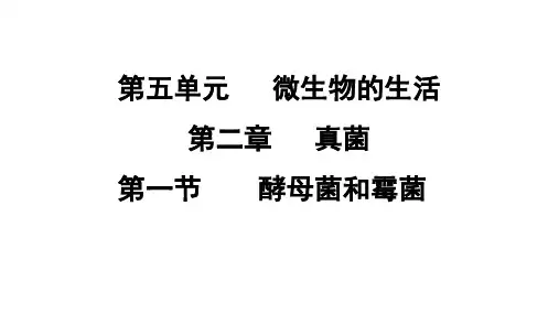 5.2.1 酵母菌和霉菌  课件 冀少版生物八年级上册