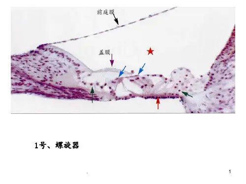 组织胚胎切片图片PPT课件