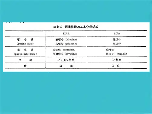 王镜岩  核酸的结构(共51张PPT)