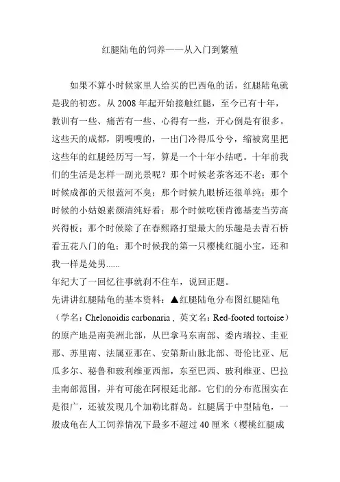红腿陆龟的饲养——从入门到繁殖