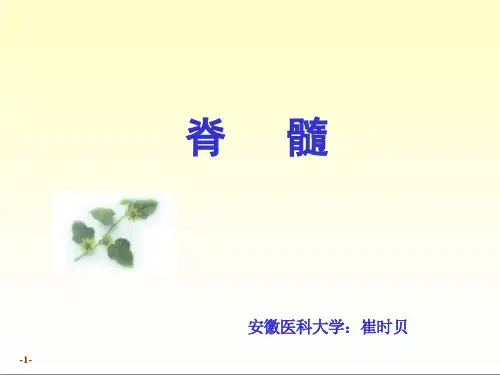 脊髓PPT课件
