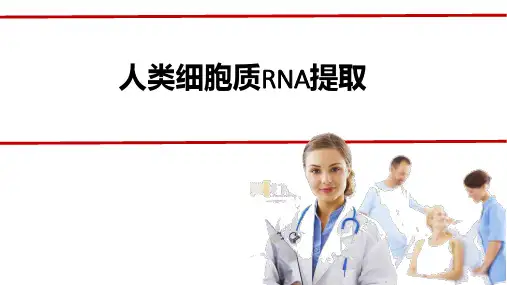 人类细胞质RNA提取RTPCR的原理方法琼脂糖凝胶电泳结果分析及其应用