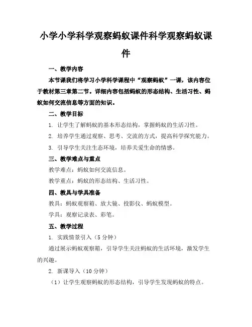 小学小学科学观察蚂蚁课件科学观察蚂蚁课件