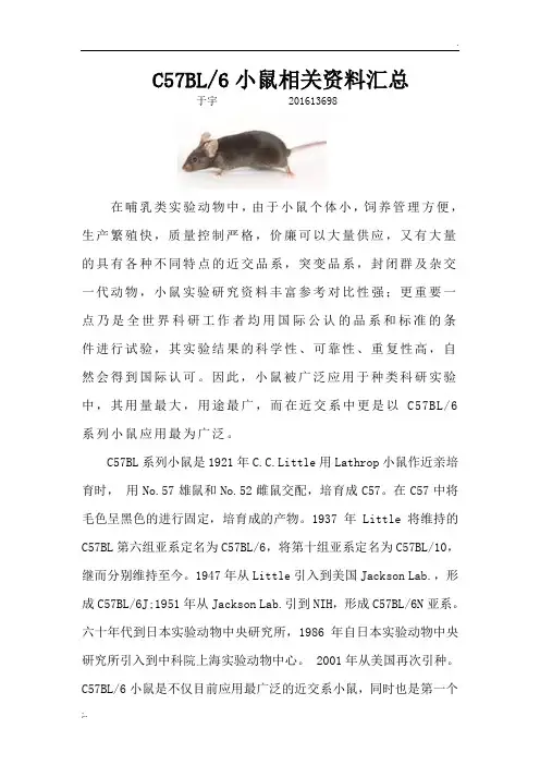 C57BL6小鼠相关概述