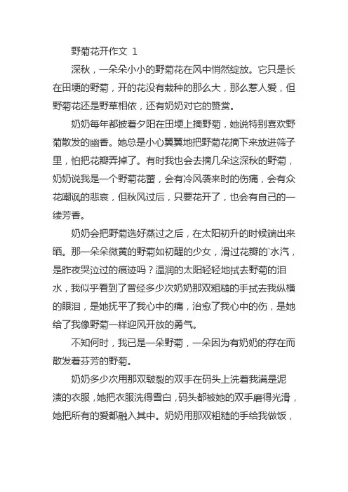 山野菊花开了作文