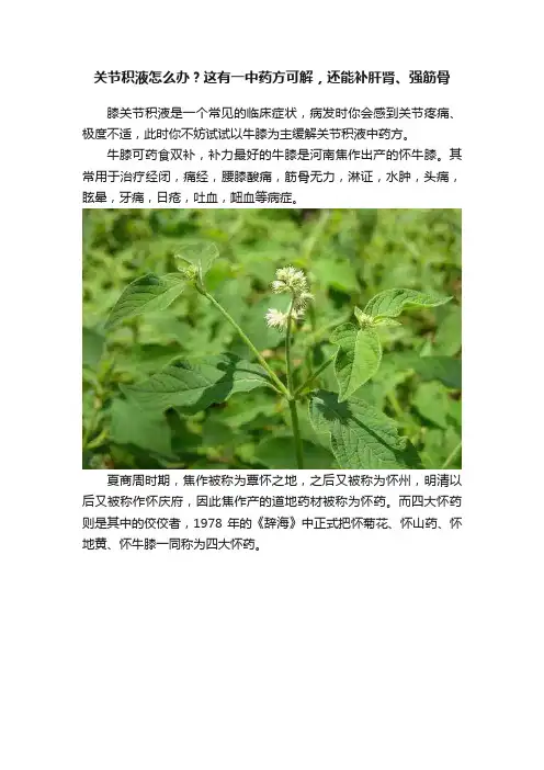 关节积液怎么办？这有一中药方可解，还能补肝肾、强筋骨