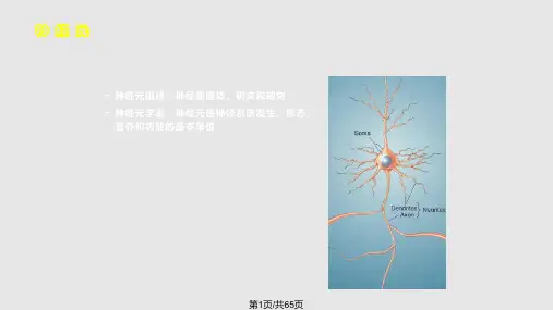 大脑皮层功能区简介PPT课件