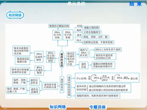 新教材《基因的本质》PPT人教版