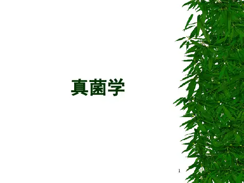 真菌PPT课件
