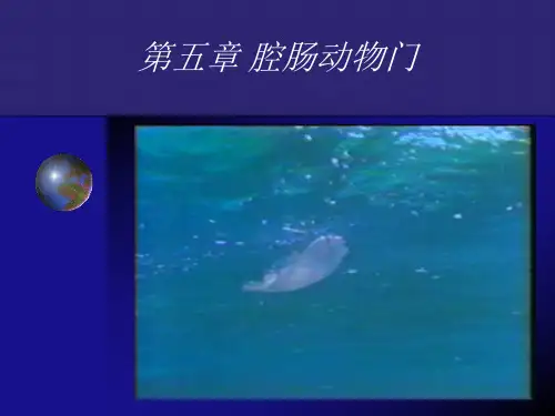 动物学课件第五章 腔肠动物门