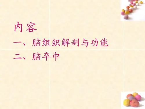 神经解剖与功能幻灯片