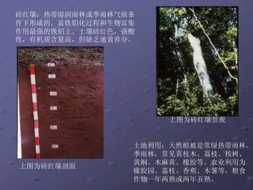 -土壤类型