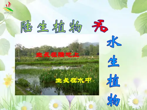小学三年级上科学《观察水生植物》课件PPT8