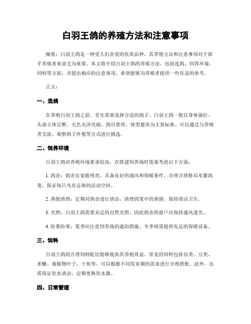 白羽王鸽的养殖方法和注意事项
