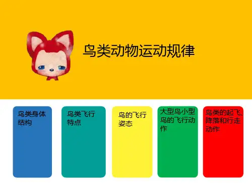 鸟类运动规律