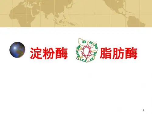 淀粉酶与脂肪酶PPT幻灯片课件