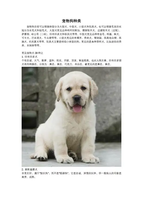 宠物狗种类