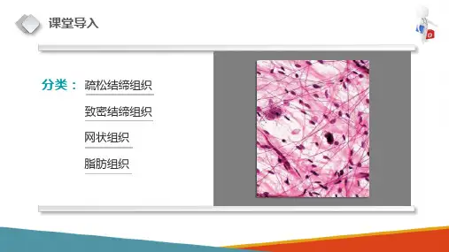固有结缔组织—致密结缔组织、脂肪组织和网状组织(正常人体结构课件)