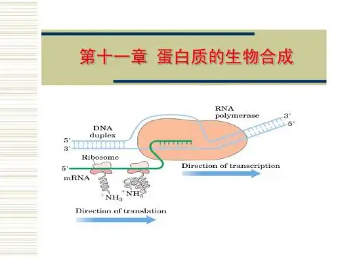 第十一章 蛋白质的生物合成