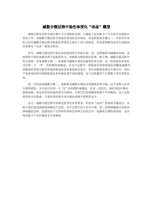 减数分裂过程中染色体变化“动态”模型