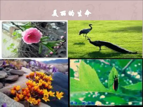 短文两篇蝉贝壳