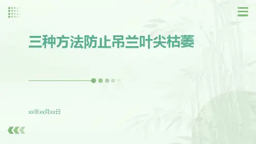 三种方法防止吊兰叶尖枯萎
