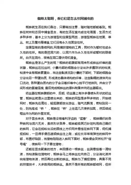 蜘蛛太聪明，看它们是怎么织网捕虫的