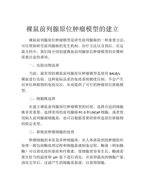 裸鼠前列腺原位肿瘤模型的建立