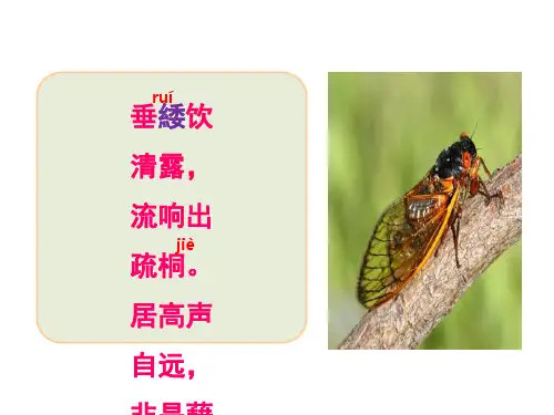 19课《蝉》课件 公开课