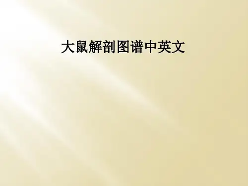 大鼠解剖图谱中英文