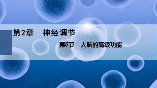人脑的高级功能课件-高二上学期生物人教版选择性必修1