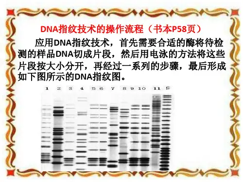 学生制作课件DNA指纹技术操作过程