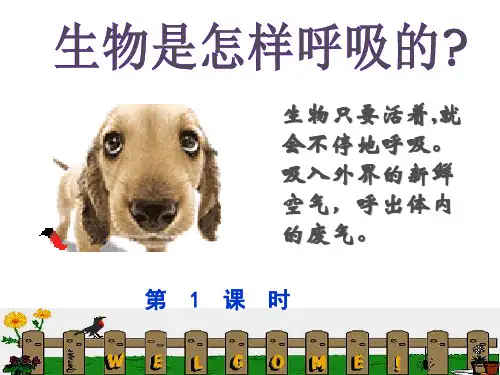 六年级下册科学课件 生物是怎样呼吸的冀教版 (共16页)PPT