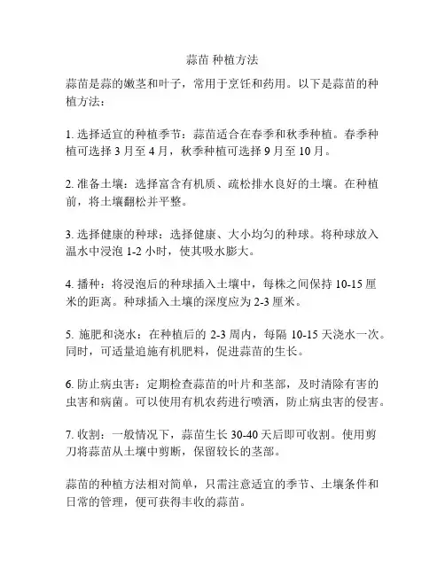 蒜苗 种植方法