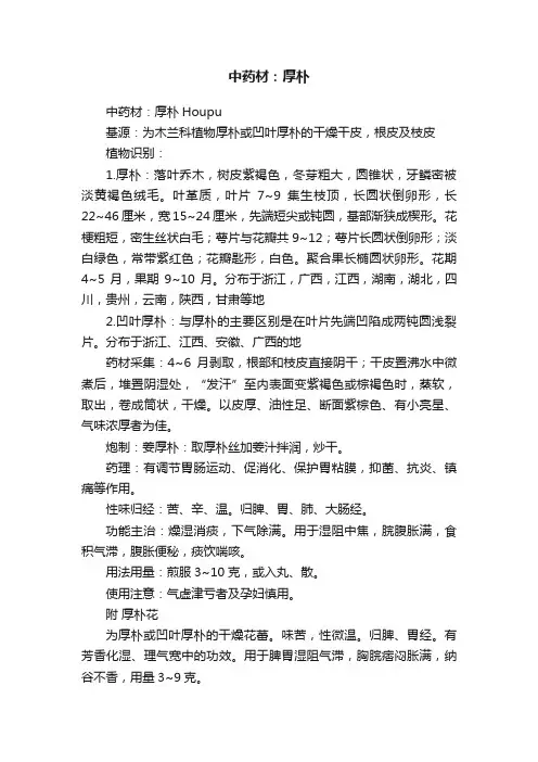 中药材：厚朴