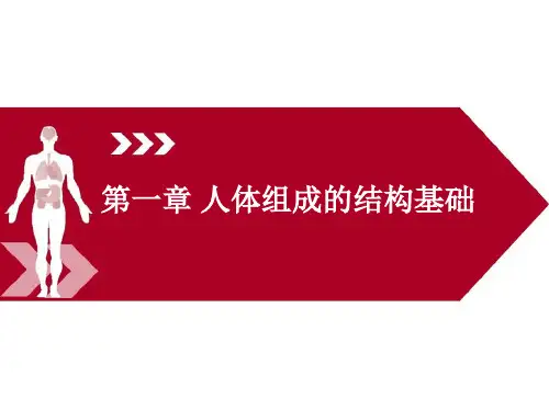 运动解剖学(第三版)课件第一章人体组成的结构基础