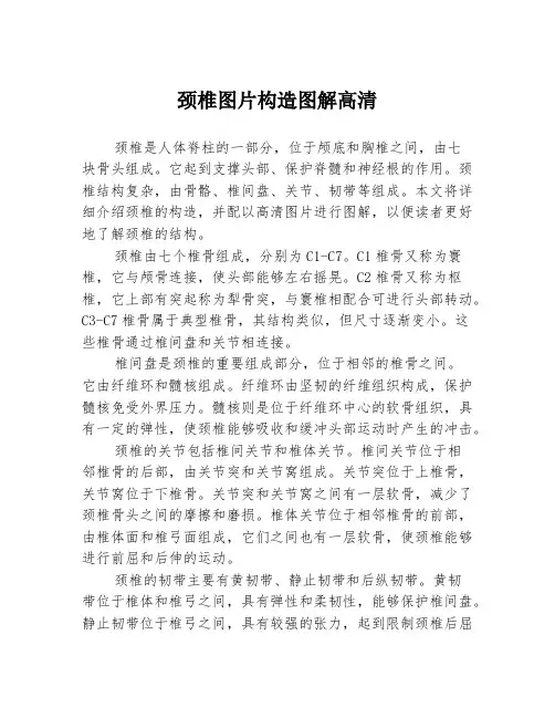 颈椎图片构造图解高清