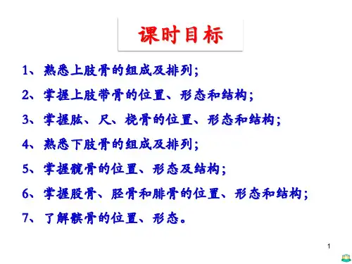 四肢骨PPT课件