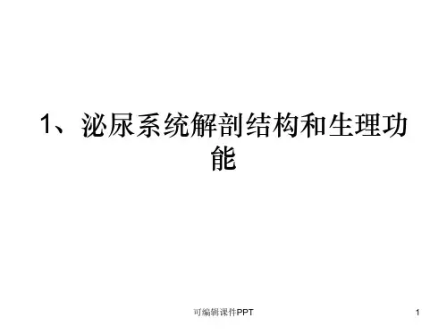 肾输尿管膀胱等解剖结构ppt课件