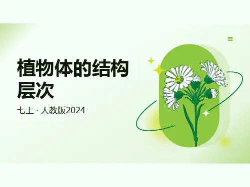 1.3.3植物体的结构层次课件-2024--2025学年人教版生物七年级上册