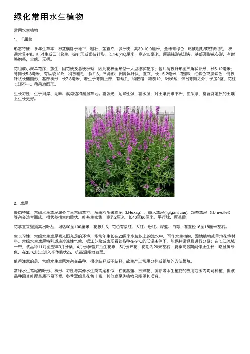 绿化常用水生植物