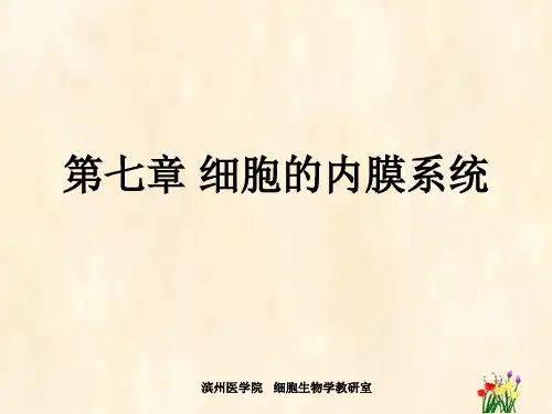 细胞生物第七章